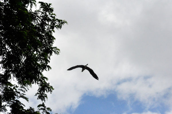 bird flying overhead at Lake Lure